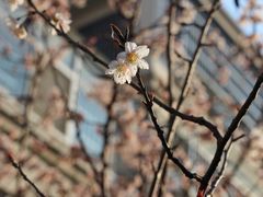 -口岸雕花楼
