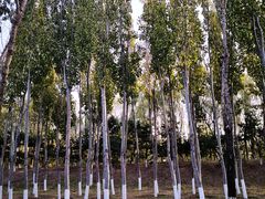 -大兴滨河森林公园