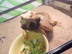 -藦茜花园宠物主题亲子互动体验馆(国顺东路店)