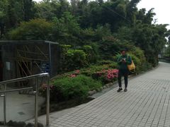 -神仙树公园