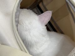 -艾贝尔宠物医院·24H转诊中心·肿瘤猫专科(江宁双龙店)
