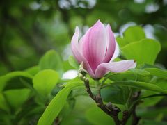 -中国科学院华南植物园
