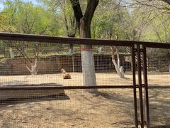 -青藏高原野生动物园