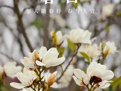 -花开海上生态园