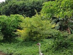 -广州长隆飞鸟乐园