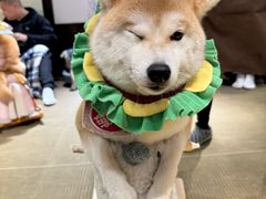-逗柴咖啡屋·狗咖猫咖宠物桌游