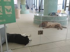 -怪兽屋·羊驼·猫咖·狗咖(俊华广场店)