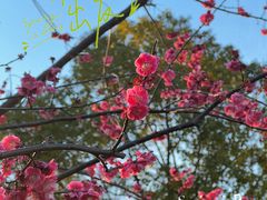-和平公园