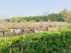 -嘉定紫藤园