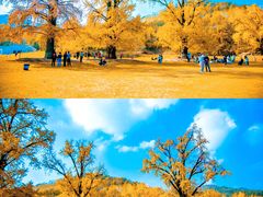 -千年银杏谷文化旅游区