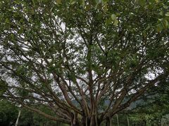 -深圳仙湖植物园