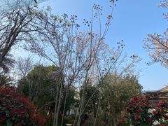 -苏州湾·王焰温泉