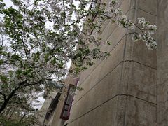-武汉大学-樱园