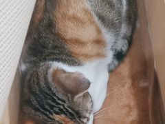 -创凡宠物医院·骨专科  猫科中心(西乡分院)