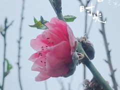-桃花涧