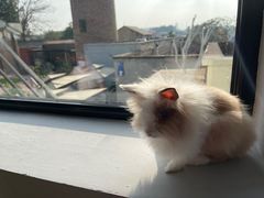 -小意思咖啡店(草桥店)