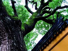 -西园戒幢律寺