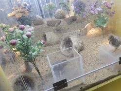 -神奇动物撸宠馆·羊驼·小浣熊·异宠(豫园店)