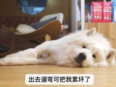 -Double Rui宠物酒店