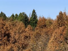 -山王坪喀斯特国家生态公园