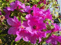 android_upload_pic-陈行公园