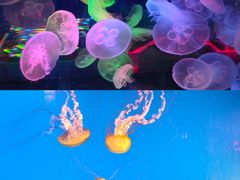 -太平洋海底世界