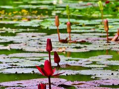 -国家植物园南园