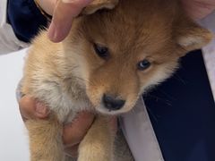 -天使宠物医院·犬猫分诊(彩虹店)