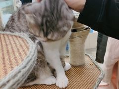 -猫冇咖·家门口的撸猫馆(大融城店)