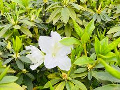 -南山植物园