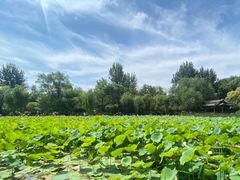 -莲湖公园