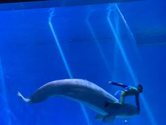 -芜湖新华联大白鲸海洋公园