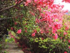 -木兰云雾山