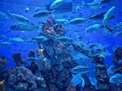 -海合安成都极地海洋公园