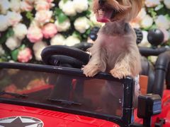 -百好乐宠物友好餐厅(朝外大街店)