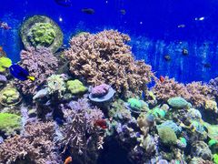 -珠海长隆海洋王国