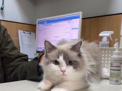 -瑞派长江宠物医院·猫科·外科·24小时夜护(谊城公寓分院)