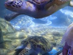 -合肥海洋世界