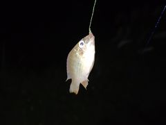 -松山湖南湖湾露营营地