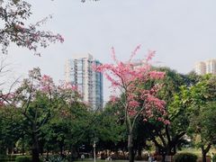 -晓港公园