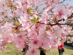 -顾村公园