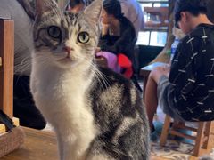 -猫猫幼稚园·撸猫·桌游·电玩