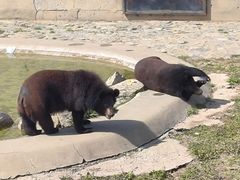 -石家庄市动物园