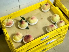 -老袁家蜜桃农场·阳山水蜜桃