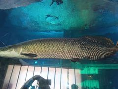 -华夏文旅海洋公园