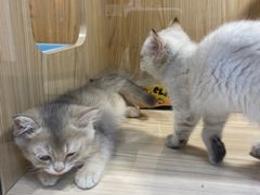 -屋虎猫馆(宝安大仟里店)