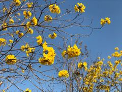 -天适樱花悠乐园