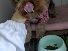 -乐嘟嘟宠物医院