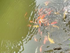 -深圳仙湖植物园
