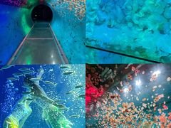 -海合安青岛极地海洋公园
